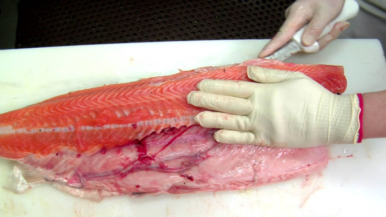 How To Filet an Atlantic Salmon