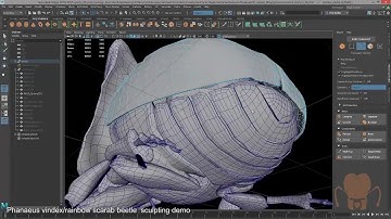 Phanaeus vindex sculpitng project part 2: Retopolgy overview
