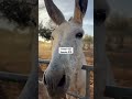 Hope starts with you fundraising link in bio #Donkey#equestrian#trendingshorts#fyp#viral