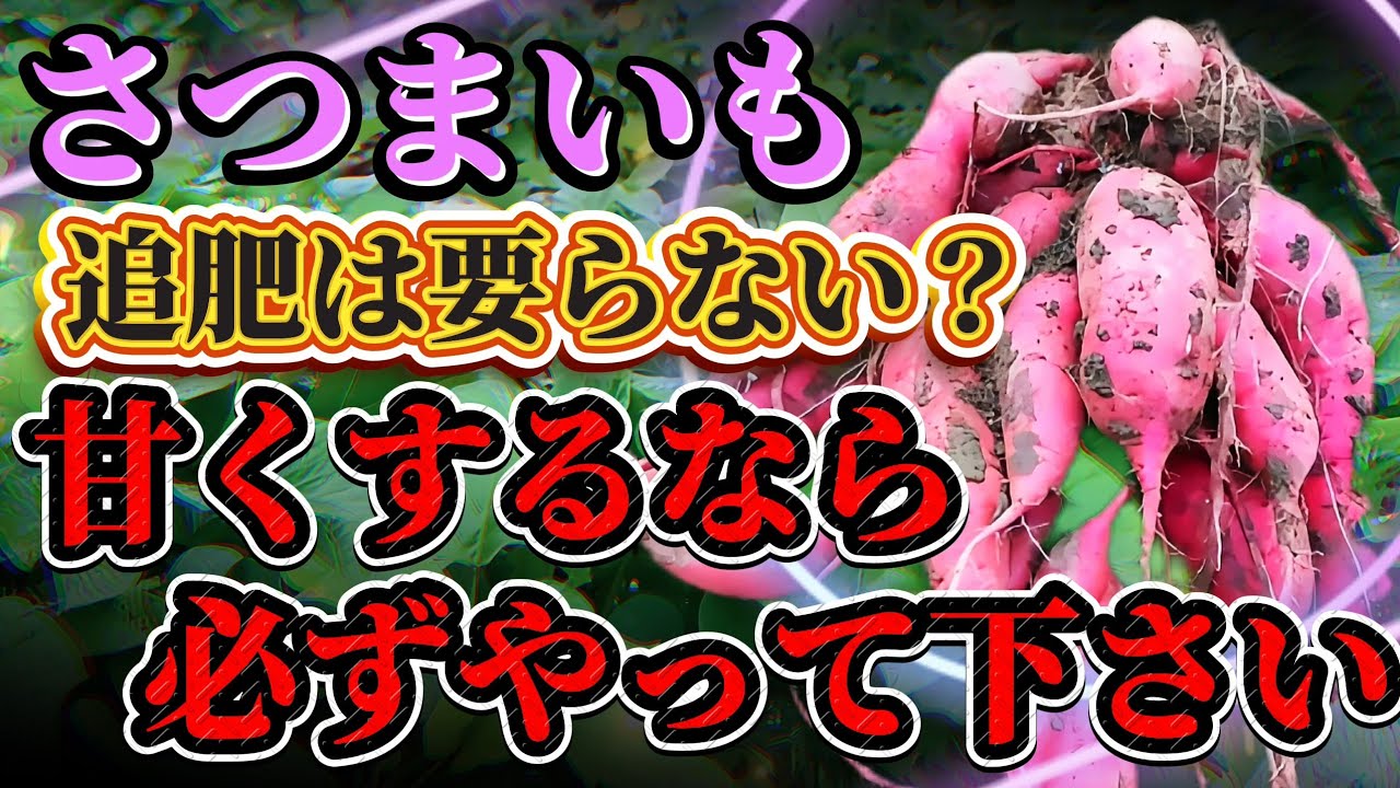 【さつまいも】追肥要らないは嘘！？甘くするなら追肥は必要です！！芋の追肥はタイミングが命！