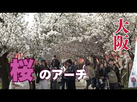 桜の通り抜け 造幣局 桜の通り抜け | Osaka Metro NiNE
