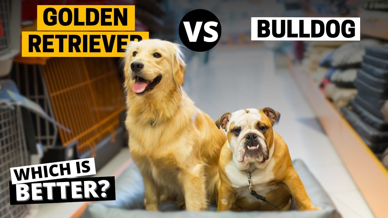 Golden Retriever vs. Bulldog: Which is Better?