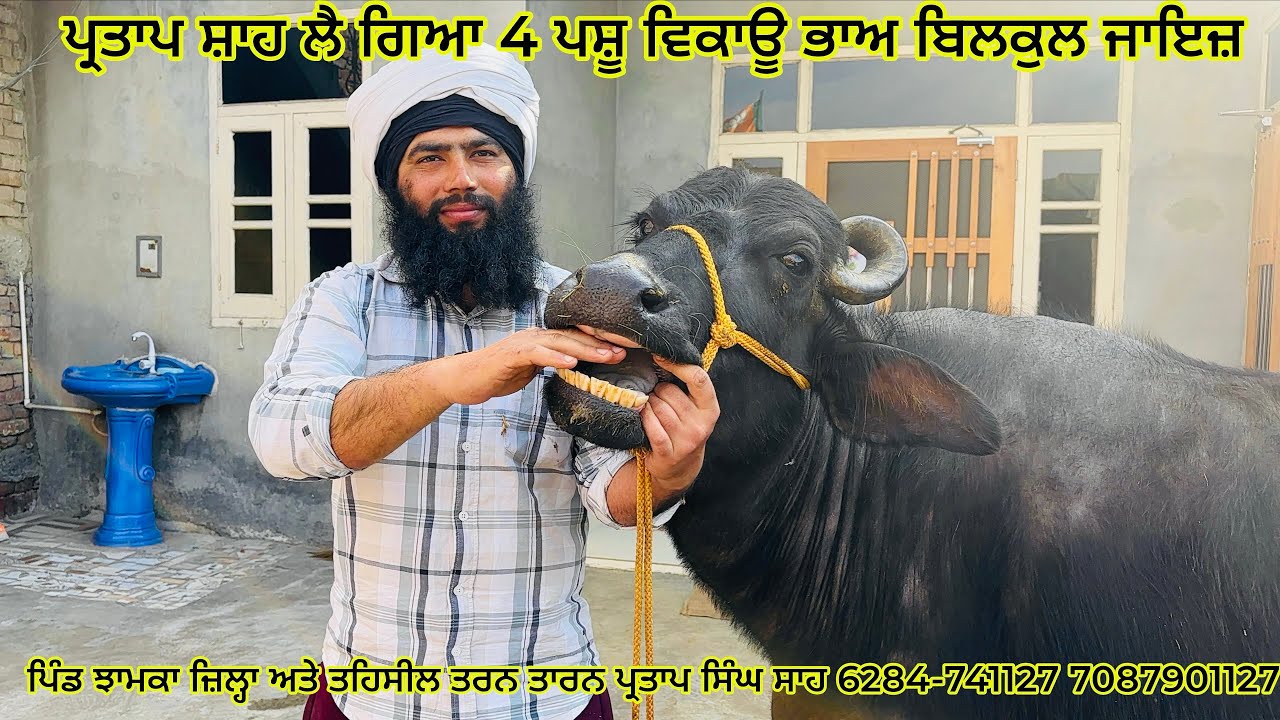 05/02/2026ਪ੍ਰਤਾਪ ਸ਼ਾਹ ਲੈ ਗਿਆ 4 ਪਸ਼ੂ ਵਿਕਾਊ ਭਾਅ ਬਿਲਕੁਲ ਜਾਇਜ਼ਪਿੰਡ ਝਾਮਕਾ ਜ਼ਿਲ੍ਹਾ ਤਰਨ ਤਾਰਨ 6284741127 
