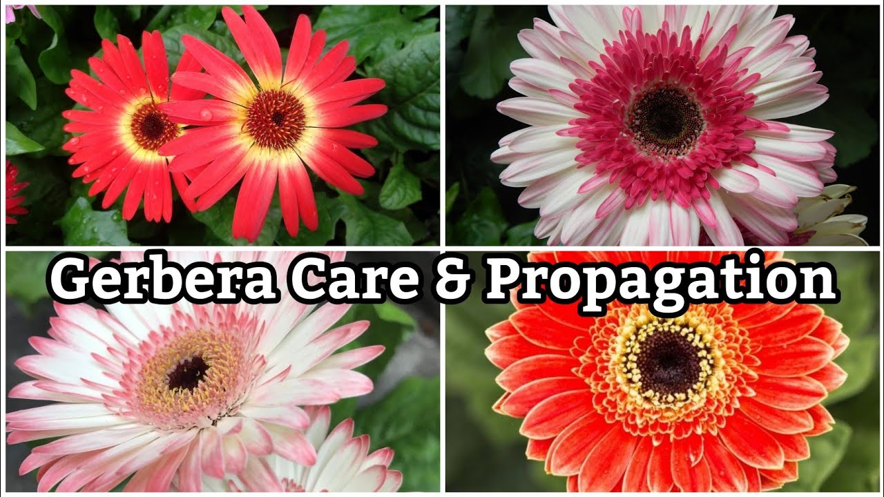 How to grow Gerbera/ Transvaal Daisy with heavy blooms colourscare & propagation Prema's