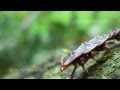 Skurriler Trilobitkäfer im Bergregenwald am Mount Kinabalu, Borneo, Trilobit beetle