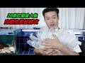 因失誤導致20條食人魚命懸一線，一番補救後，它們面露猙獰