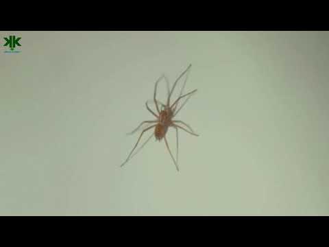 Video: Evimdeki küçük kahverengi örümcekler nelerdir?