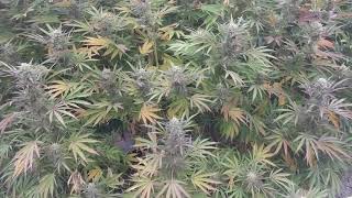HARVEST TIME!!!! Outdoor Cannabis Grow 2018