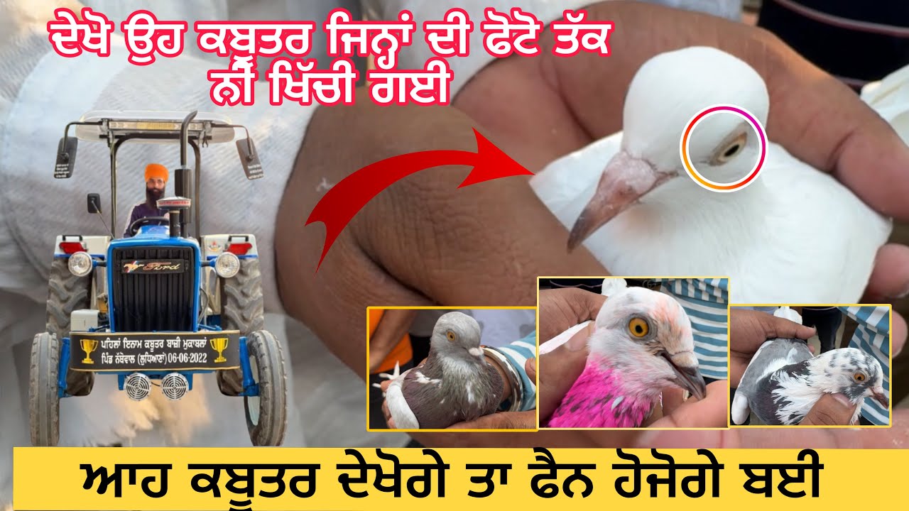 ਦੇਖੋ ਉਹ ਕਬੂਤਰ ਜਿਹੜੇ ਦਸ ਘਰਾਂ ਤੋ ਵੀ ਨੀ ਹਿੱਲਦੇ ਤੇ ਦੱਭ ਕੇ ਜੋਰ ਮਾਰਦੇ ਐ