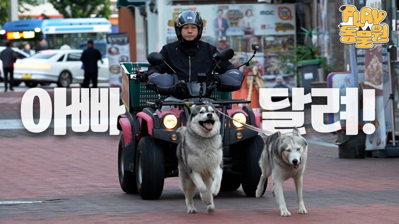 Врум-врум! Креативный способ ходьбы для двух энергичных хаски 🛵💨 | Эпизод «Собака-мотоциклист»