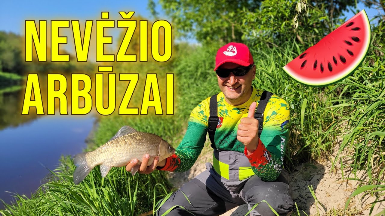 Nevėžis | Nevėžio arbūzai