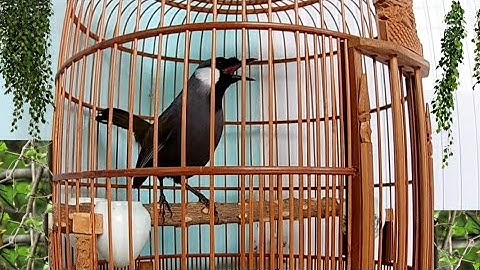 Luyện Giọng Chim Khướu Hót Bắt Cô Trói Cột