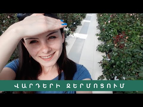 Video: Ցանկի վարդերի խնամք – Որո՞նք են ցանկապատի վարդերի լավ տեսակները