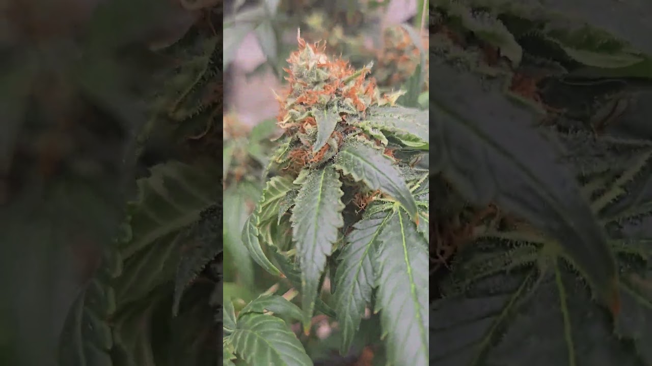 Girl scout cookies extreme from source club getting huge.. in Autopots