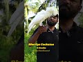 Blue Eyed Cockatoo | Largest white Cockatoo | #cockatoos #blueeyedcockatoo #ShaikhTanveer