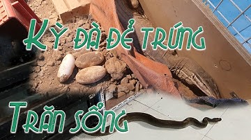Trăn sổng ra ngoài -  Kỳ đà đẻ trứng | My argus monitor laying eggs | WILDVN TV