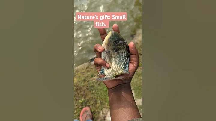 Nature's gift: Small fish .With a little care, fish will grow big. #shorts #fish #animals
