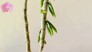 Dendrobium anosmum var. alba-orchid update 6(Mar., 2019)