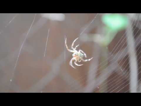 ნახეთ ობობა როგორ იკეთებს სახლს,   მაგარია. Spider built a house