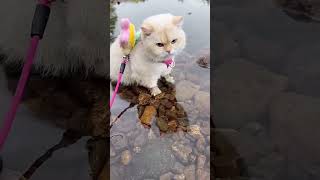 Treasure Hunt Failed Because of Cat 😂🐱💰