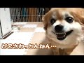 キレるコタと大概なお父さん… (近況報告②)