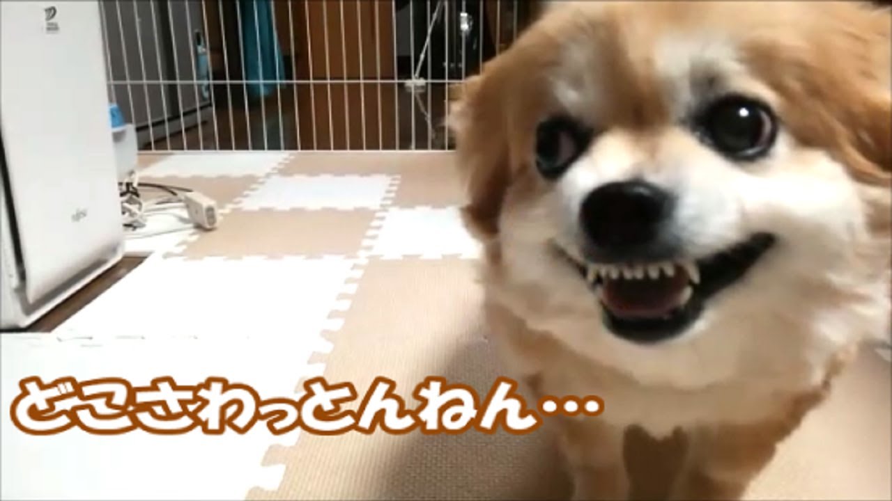 すぐキレるポメラニアン キレるコタと大概なお父さん 特別編 Youtube