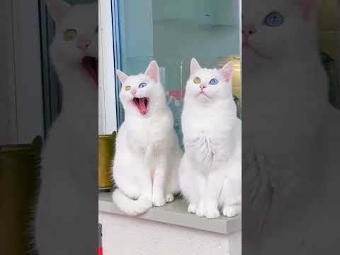 سبحان الله والحمد لله ولا إله إلا الله والله أكبر