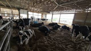 Making more space for pre-fresh cows