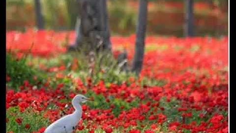 أواخر سورة المائدة