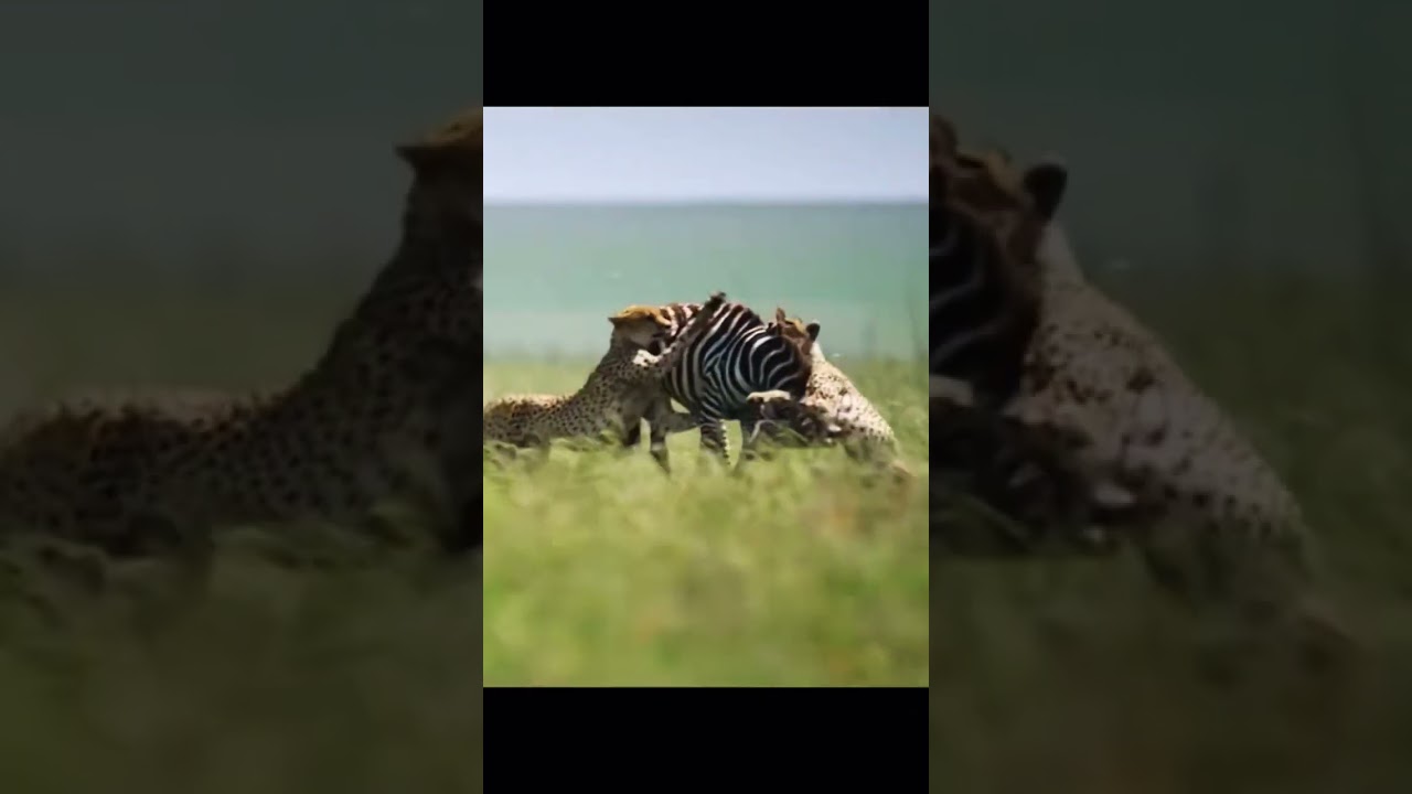 Zebra vs leopard 🐆 