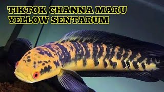KUMPULAN VIDO TIKTOK IKAN CHANNA MARU YELLOW SENTARUM