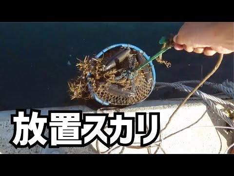 数ヶ月くらい堤防に放置したスカリに想像を超えた生物が（942話目）