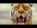 Life of Pi - Official Trailer (HD)