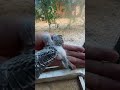 #viral #video #pets #shortvideo #shortsvideo #viralvideo #youtubeshorts #yotubeshort #cockatiel