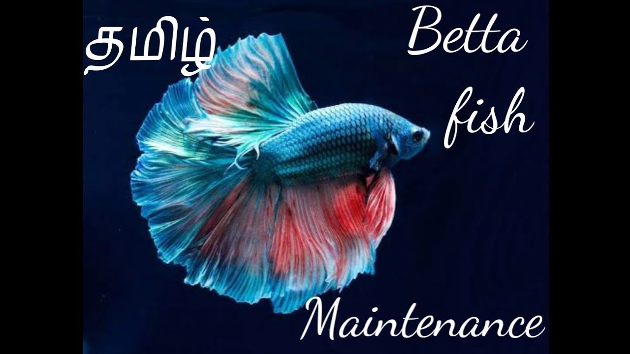 betta fish maintenance in tamil , Thamizha aquarium YouTube