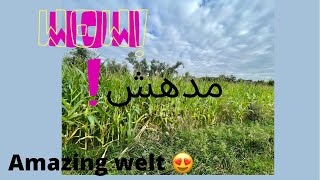 مدهش ? 2021 corn field