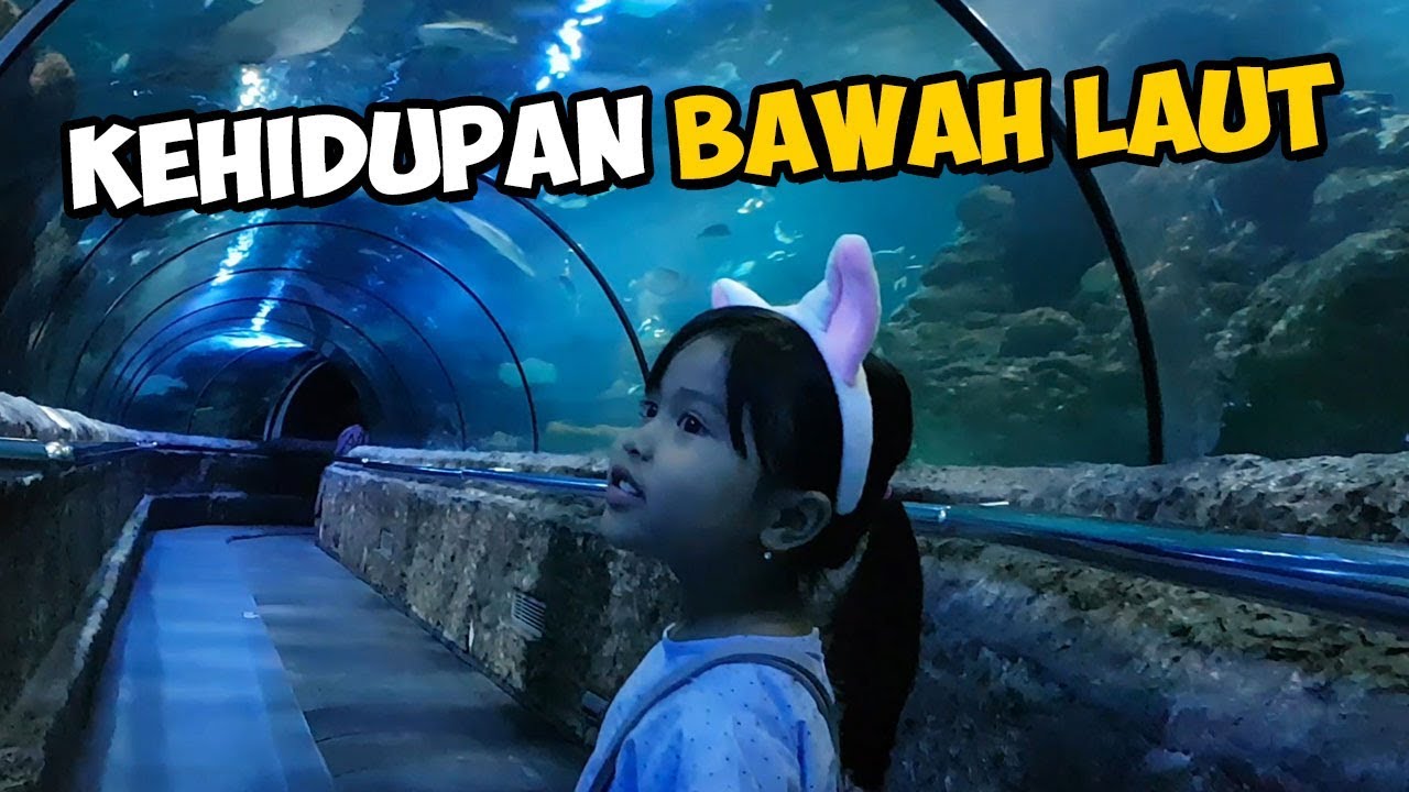 Mengenal Kehidupan Bawah Laut | Seaworld Jakarta