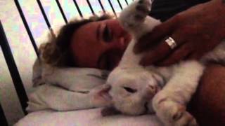 Slow loris-like cat being tickled