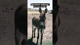 Fenomen Çobanin Kaçan Eşeği̇ Şek