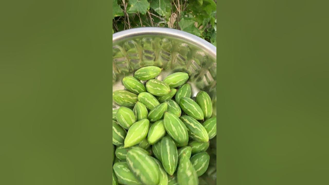 Harvesting Tindora YouTube