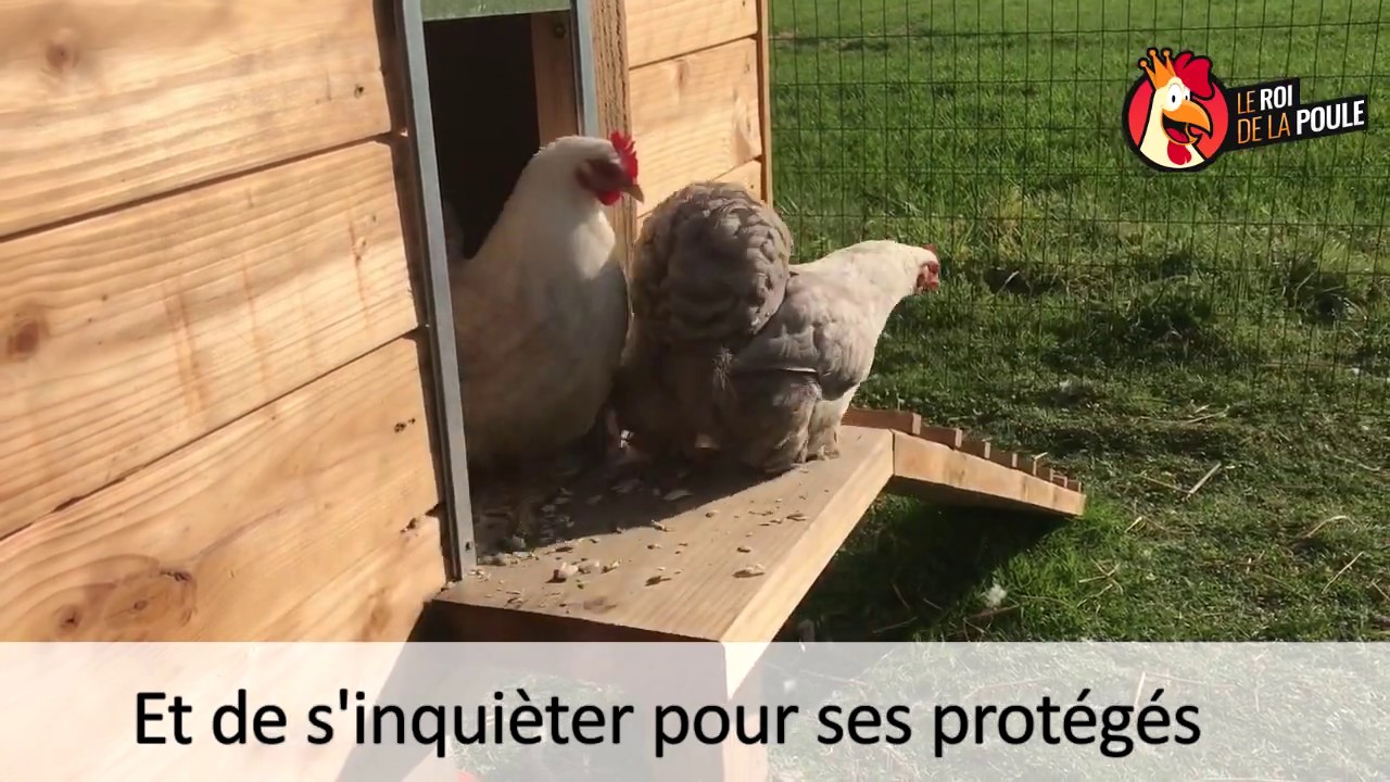 Chicken guard portier automatique pour poules ! YouTube