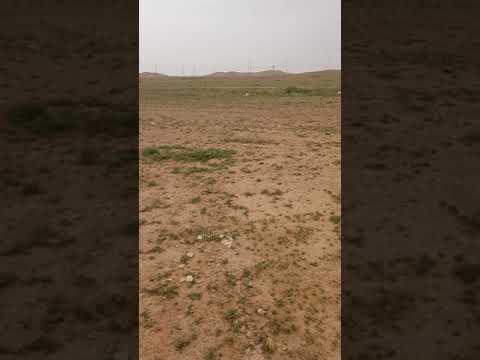 ضب صغير سحيلي ساكن تحت قطعة بلاكاش داخل المدينة1440 6 26
