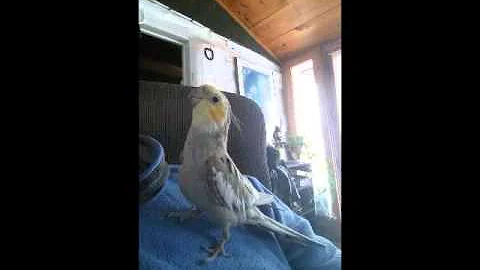 Judah the Whistlebirb