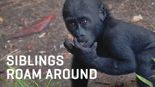 Our Gorilla Siblings are Becoming More and More Independent