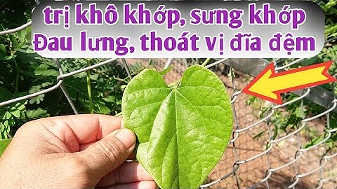Bài thuốc trị khô khớp, đau sụn khớp, đau xương khớp, thoát vị đĩa đệm, bong gân. PHAN HẢI Channel