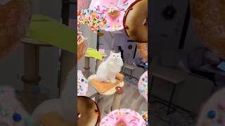 International Cat Day Is Tomorrow So What Better Way To Celebrate Than A Donut Music Video