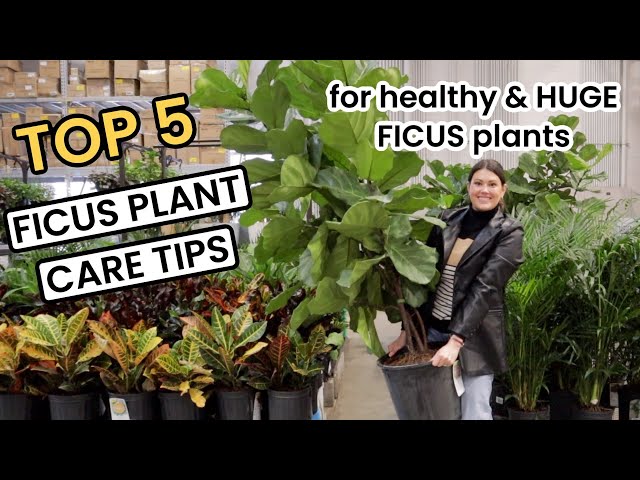 Taking Care Of Ficus Trees Taking Care Of Trees For Long Term Health