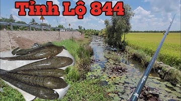 Câu Cá Lóc Cặp Lộ Đường Lên Tràm Chim. Cá Ngon Không. Trần Tài Vlog.