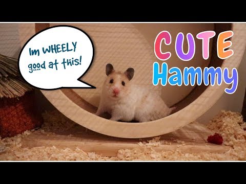 funny-hamster-running-on-wheel-|-cute-|-hammy-neru