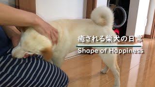 リアルな柴犬の朝の日常【癒し】